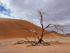 Dead tree in the desert of Namibia